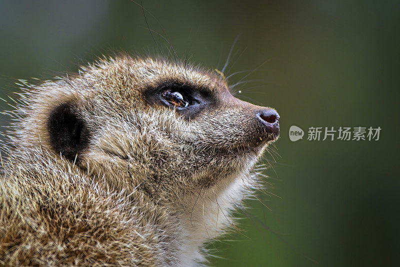 猫鼬 (Suricata suricatta)